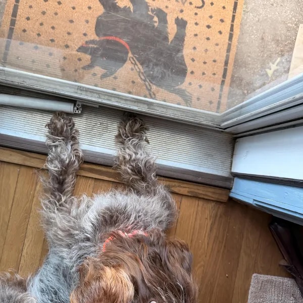 Cave Canem doormat viewed from above at a front doorway