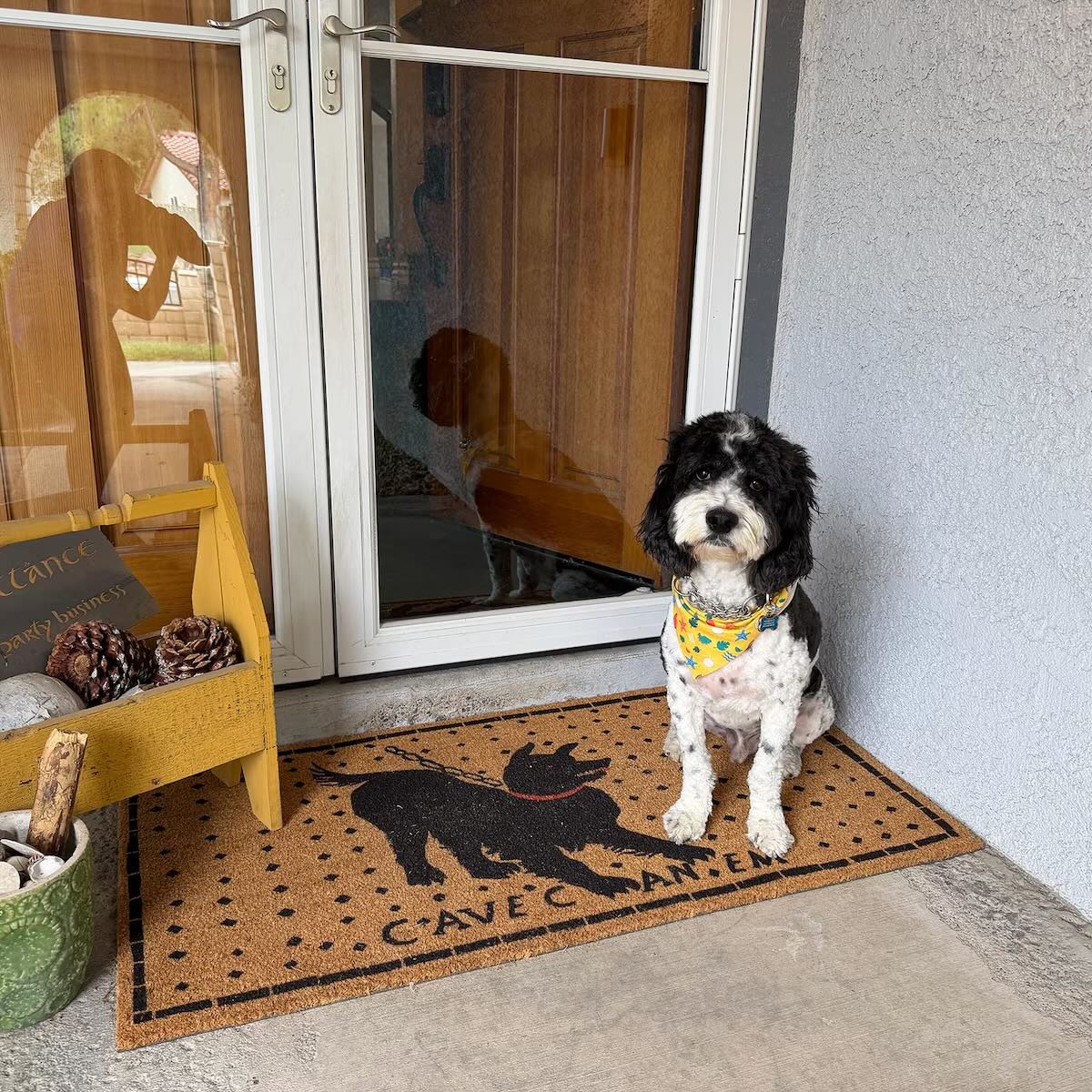 Customer photos of Cave Canem doormats with dogs at various front doors.