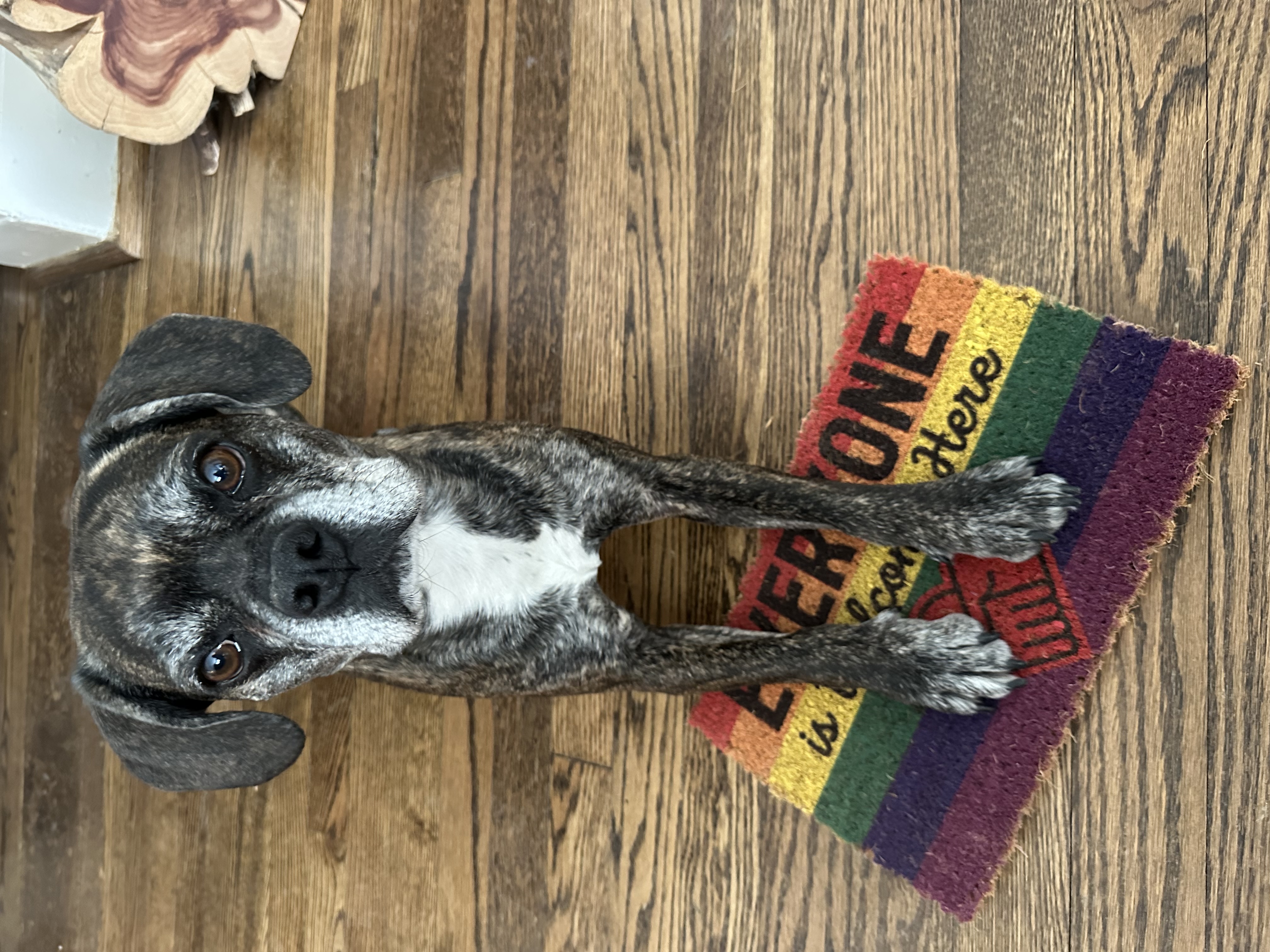 gay pride rainbow doormat reading Everyone is welcome here with a bulldog by Damn Good Doormats