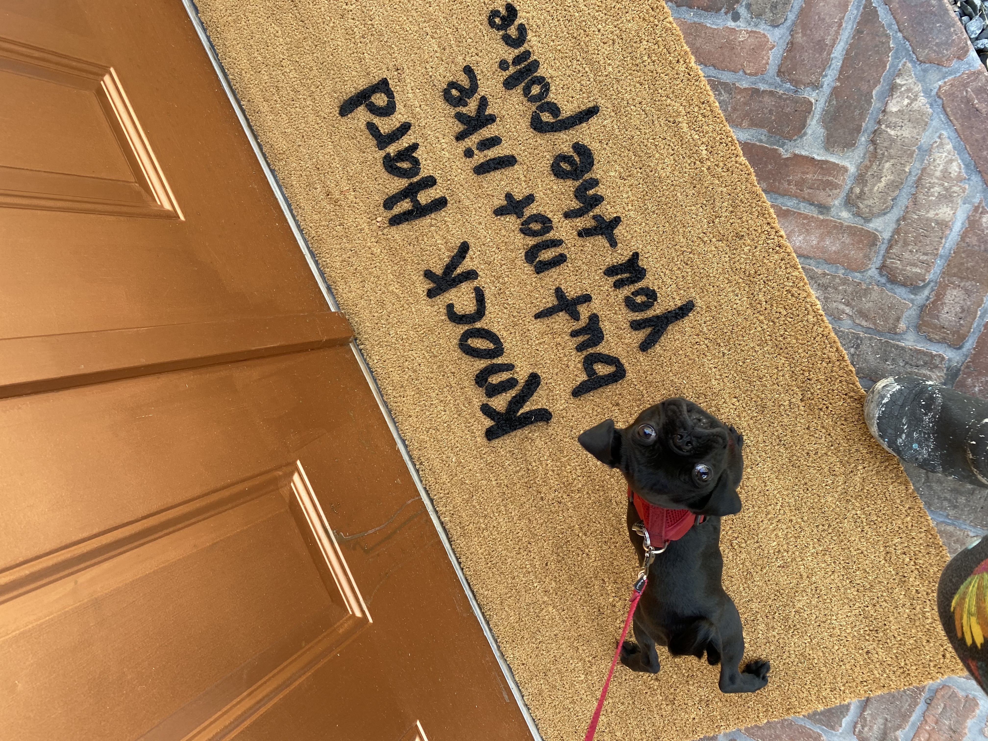A funny doormat "knock hard but not like you the police" ona brick porch with a little black pug puppy